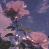 judi_2468